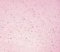 Preview: 0,50 MTR. ♥ GOLDEN BLUSH FOIL ROSA JERSEY ♥