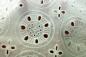 Preview: 0,5 MTR. ♥ LOCHSTICKEREI - BIG CIRCLES - BAUMWOLLE - CREME ♥