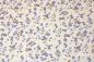 Preview: 0,5 MTR.  ♥ RIPPSTRICK JERSEY STREUBLÜMCHEN FLIEDER/DUSTYBLUE ♥