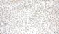 Preview: 0,5 MTR. ♥ RIPPSTRICK JERSEY LEO CREAMY NATUR ♥